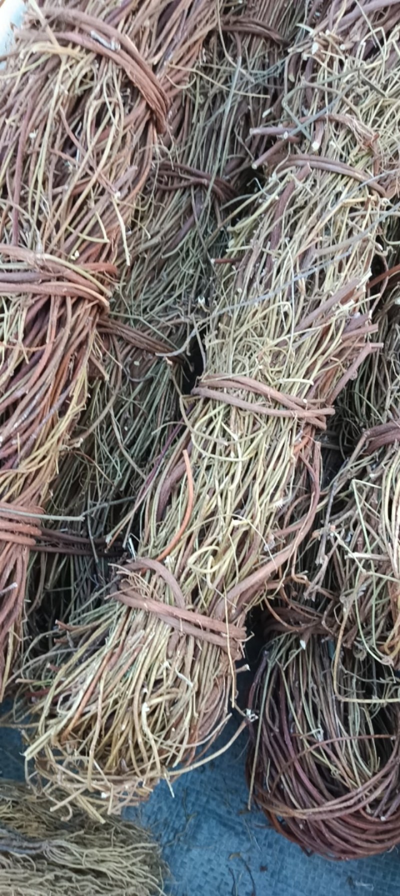 野生鸡骨草(已售完)
