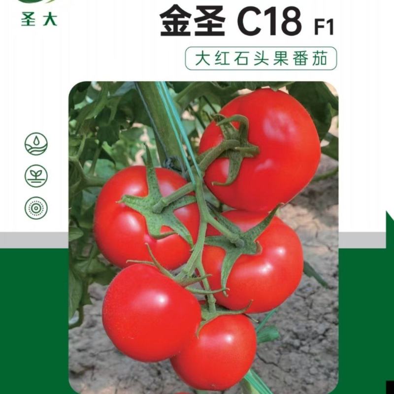 金圣C18大红石头果番茄种子越冬耐寒石头果番茄种子