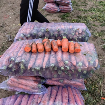 大量供应精品沙地红萝卜现挖鲜发质量有保全国发货