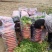 大量供应精品沙地红萝卜现挖鲜发质量有保全国发货