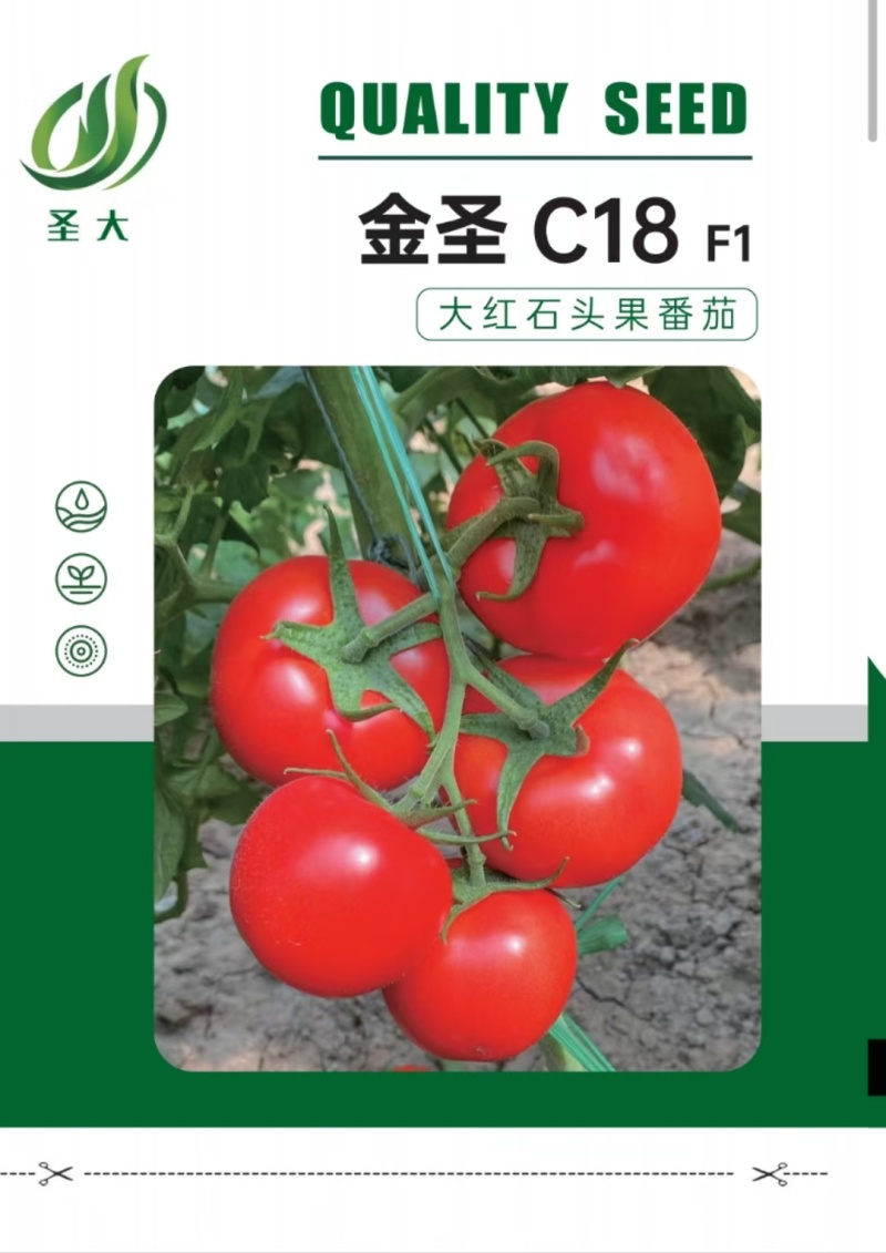 金圣C18大红石头果番茄种子越冬耐寒石头果番茄种子