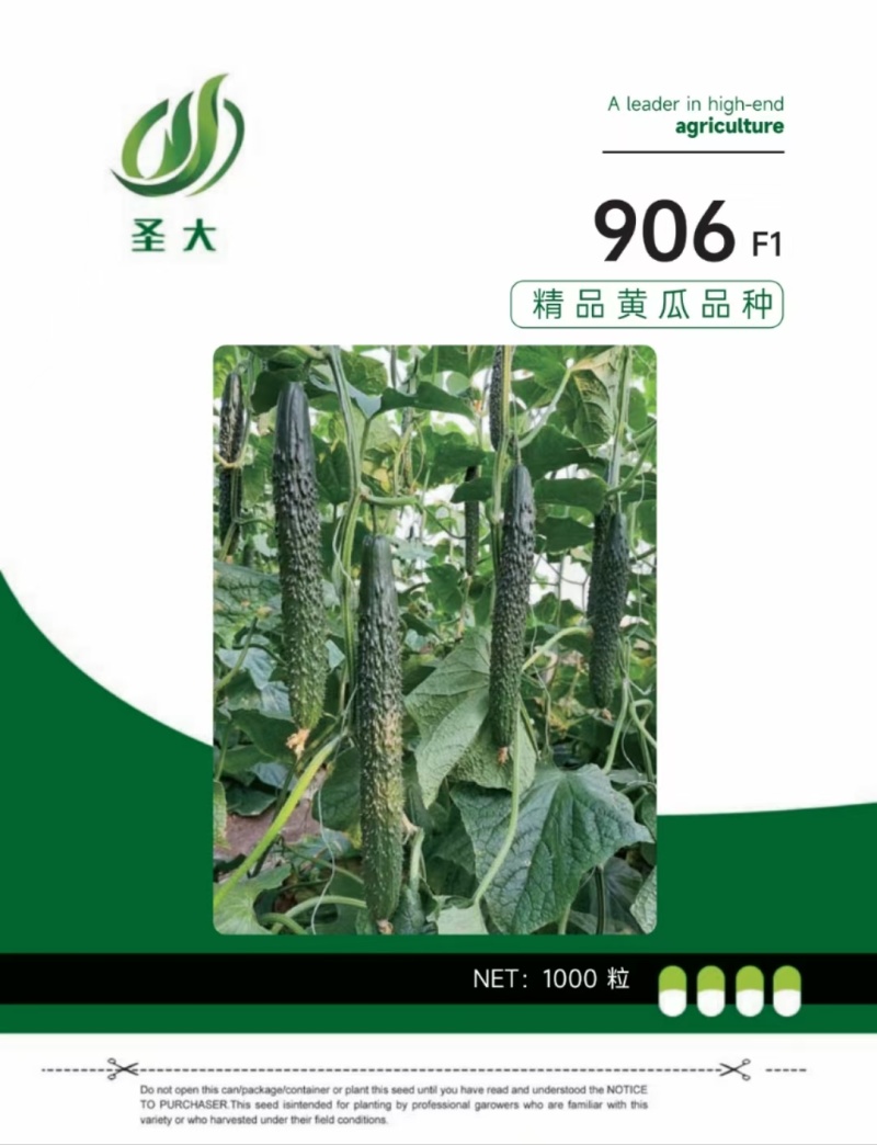 906密刺黑油亮黄瓜种子越夏耐热抗高温品种绿瓤短把