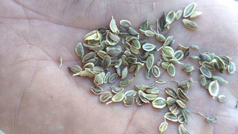前胡大叶种子