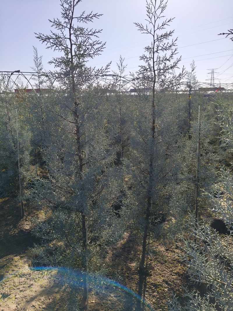 蓝冰柏锥形、树形高度1.2m、1.8m，基地有量，欢迎订