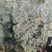 蓝冰柏锥形、树形高度1.2m、1.8m，基地有量，欢迎订