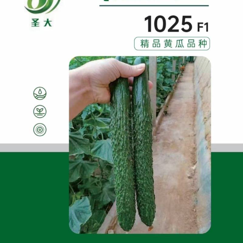 1025密刺黄瓜种子越冬耐寒密刺黑油亮绿瓤短把产量高
