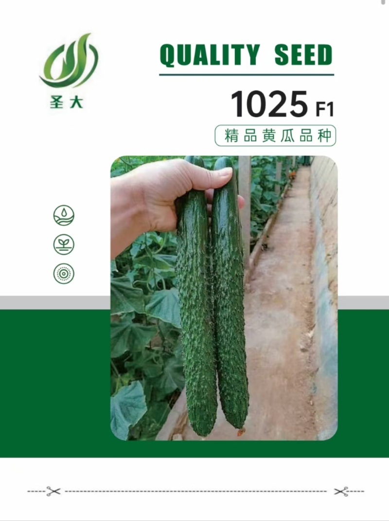 1025密刺黄瓜种子越冬耐寒密刺黑油亮绿瓤短把产量高