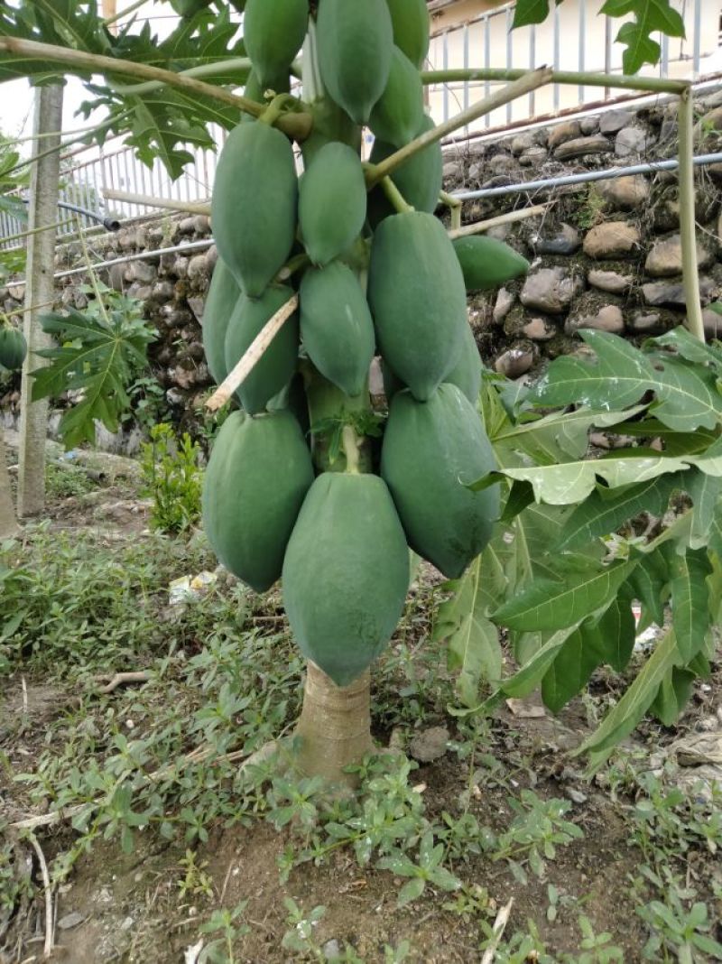 新鲜木瓜丝，天然无添加，爽口美味，健康佳品，适合凉拌酱菜