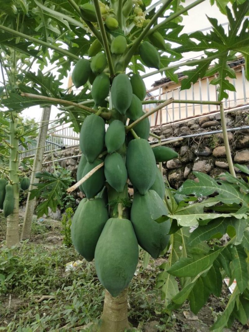 新鲜木瓜丝，天然无添加，爽口美味，健康佳品，适合凉拌酱菜