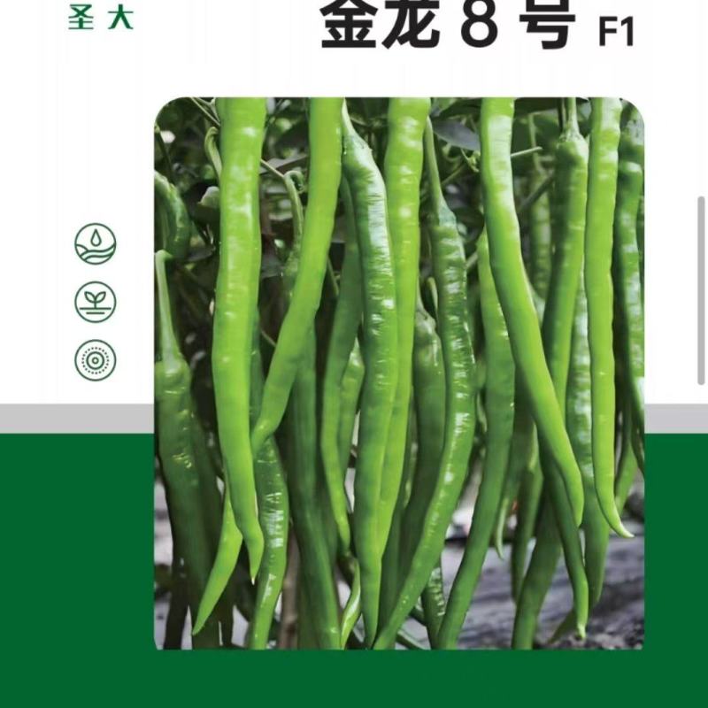 金龙8号黄线椒种子浅绿色薄皮香辣口感好抗病毒四季可种