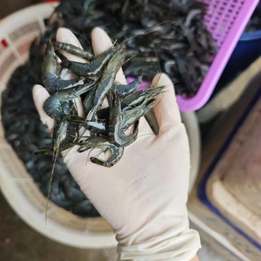 小红虾