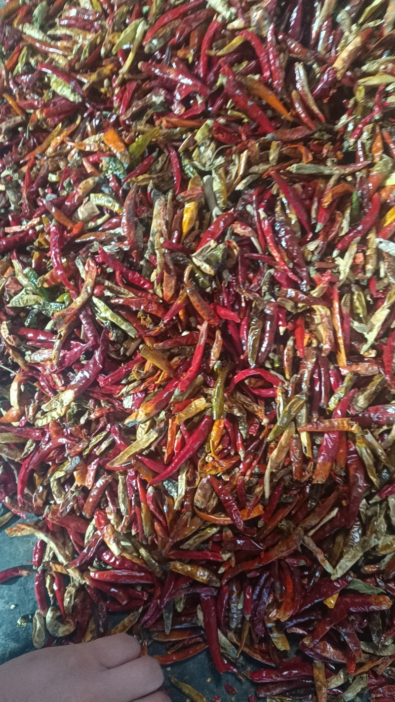 花皮，干辣椒花皮