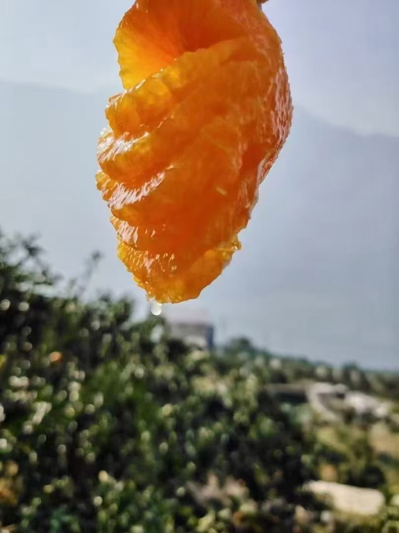 长虹脐橙上市了大量供应，货源充足湖北产地直发