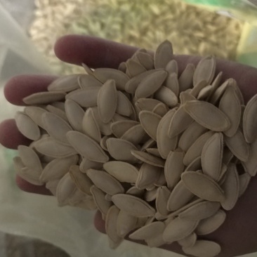 优质大片葫芦瓜子大美瓜子产地直发量大质优可视频看货