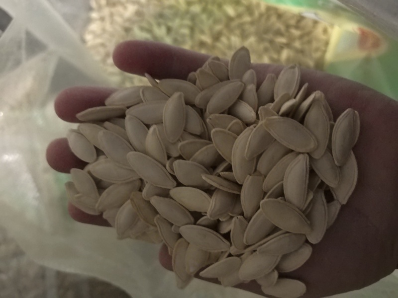 优质大片葫芦瓜子大美瓜子产地直发量大质优可视频看货