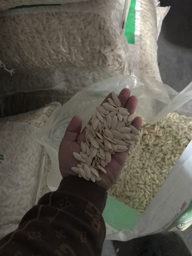 优质大片葫芦瓜子大美瓜子产地直发量大质优可视频看货