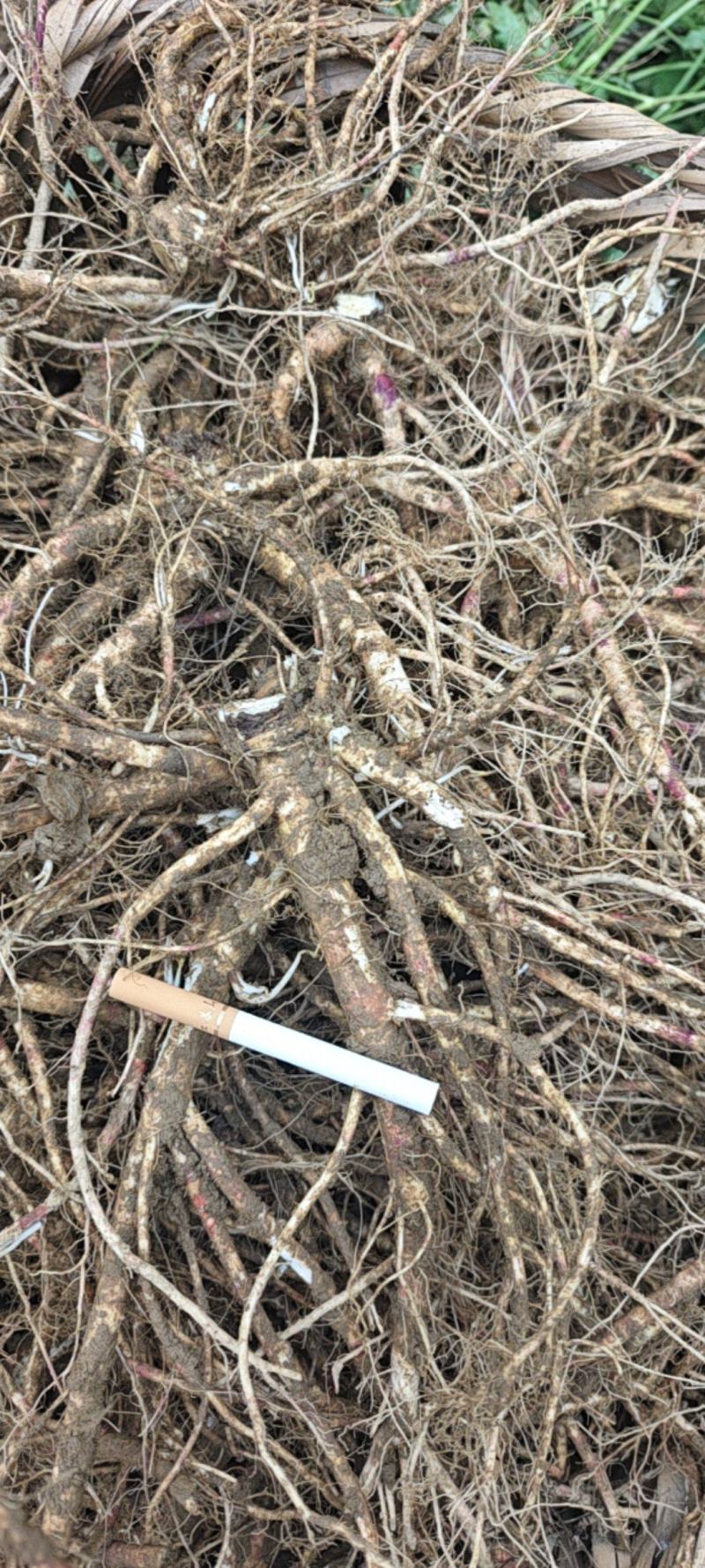 【推荐】贵州精品百花前胡，产地直供，一手货源，品质保证