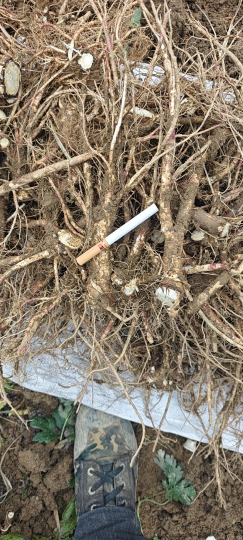 【推荐】贵州精品百花前胡，产地直供，一手货源，品质保证