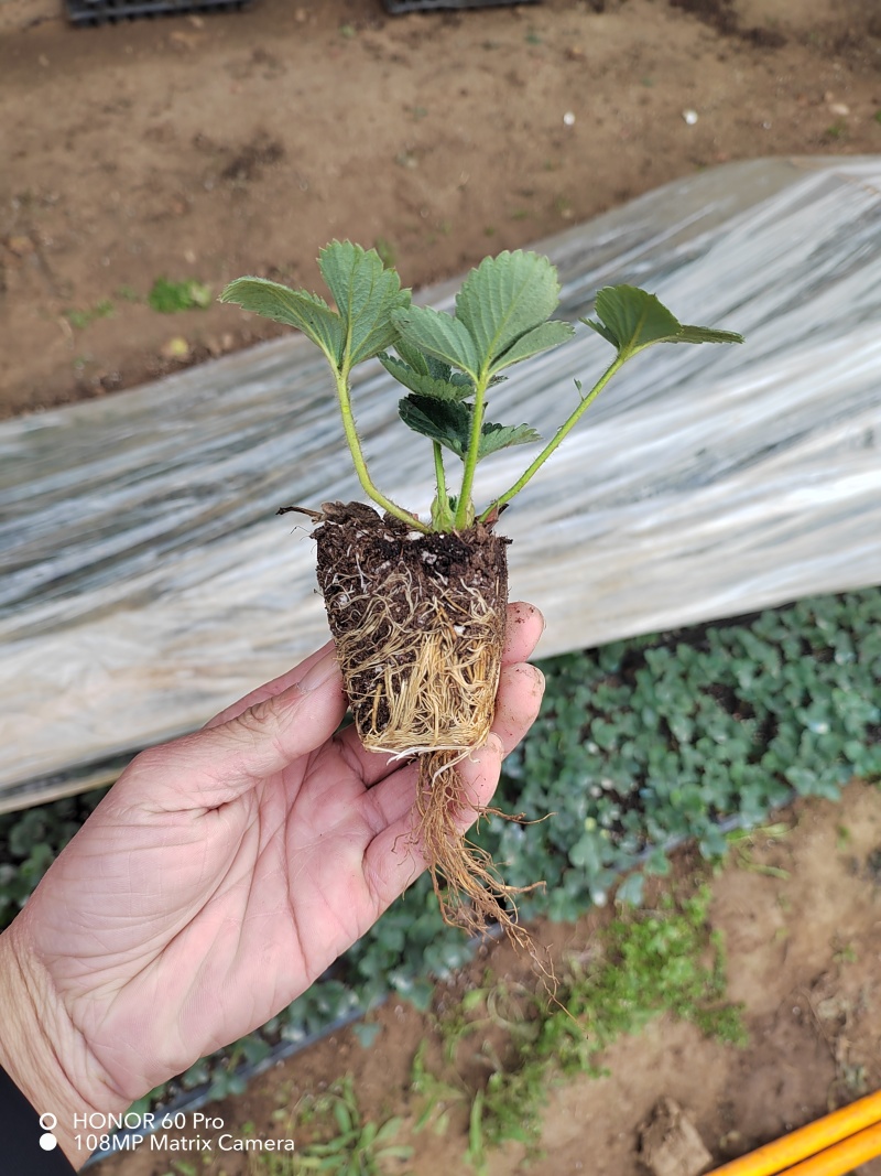 隋珠草莓苗繁育基地梦之莹草莓苗批发百万种苗大酬宾