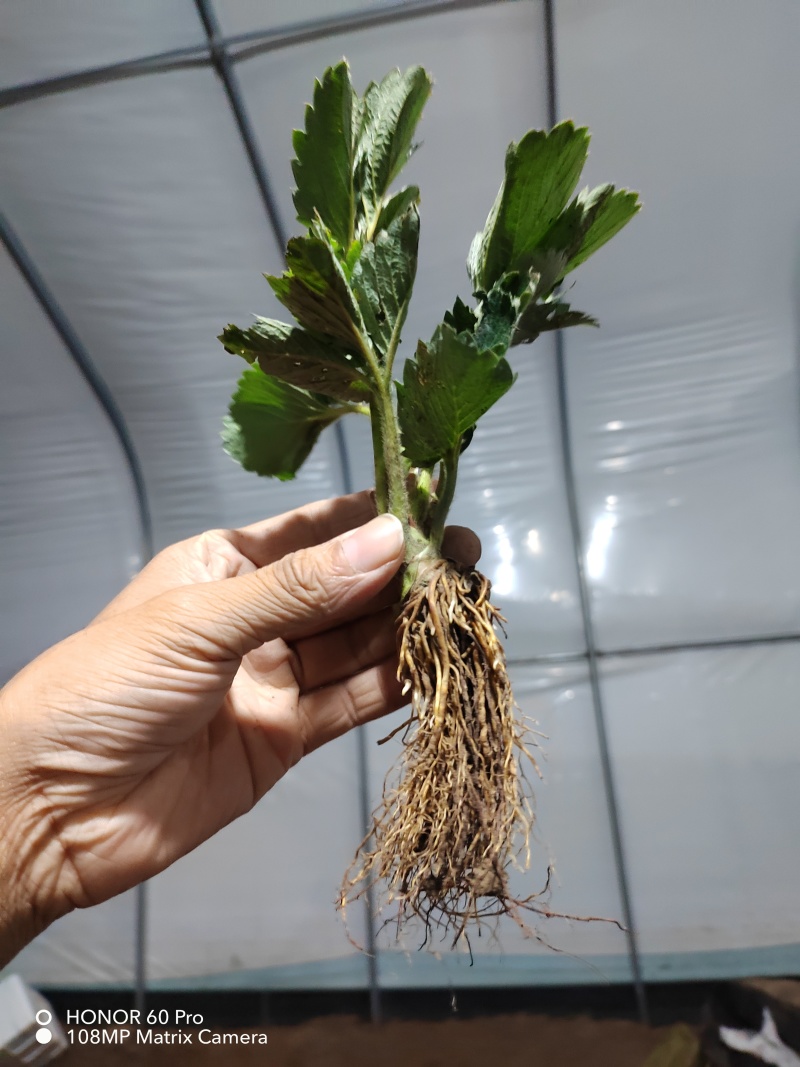 隋珠草莓苗繁育基地梦之莹草莓苗批发百万种苗大酬宾