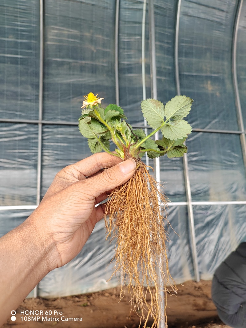 隋珠草莓苗繁育基地梦之莹草莓苗批发百万种苗大酬宾