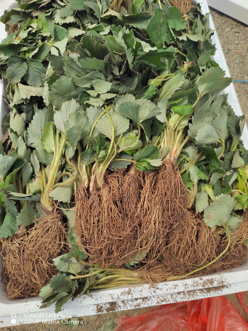 隋珠草莓苗繁育基地梦之莹草莓苗批发百万种苗大酬宾