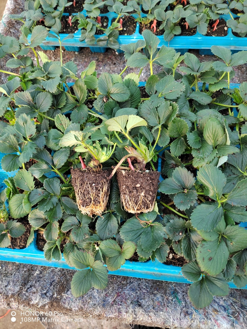 隋珠草莓苗繁育基地梦之莹草莓苗批发百万种苗大酬宾