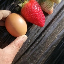 隋珠草莓苗繁育基地梦之莹草莓苗批发百万种苗大酬宾