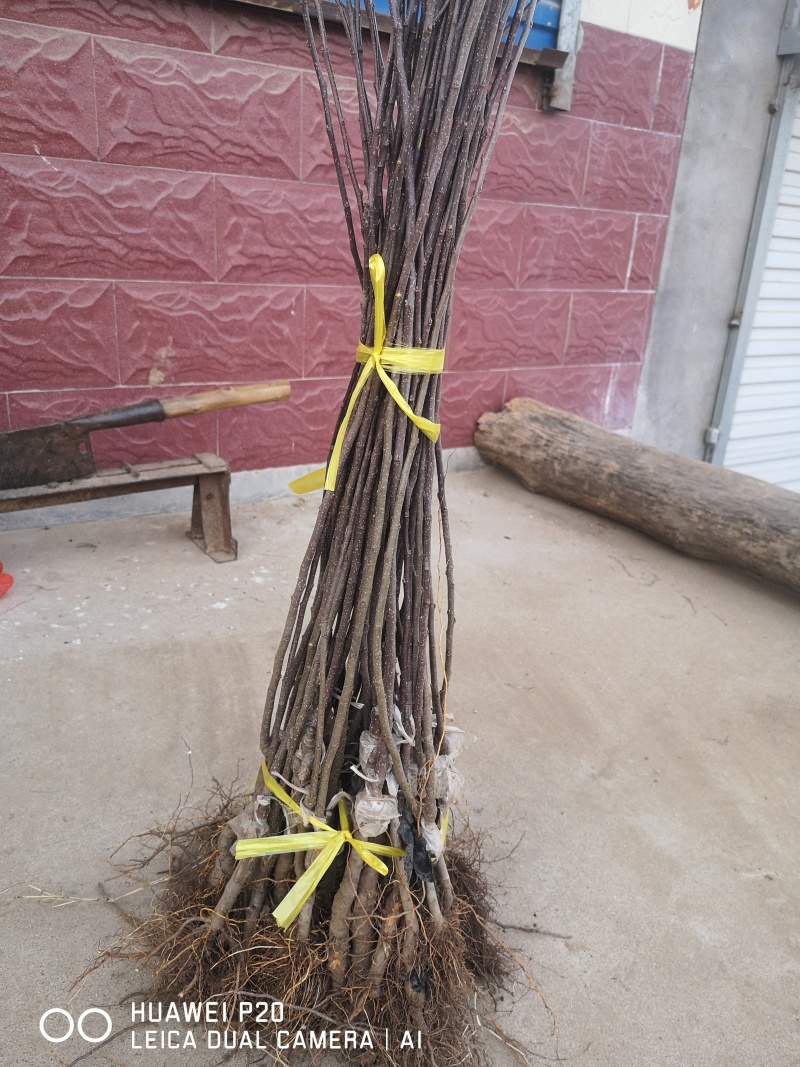 苹果树苗品种烟富苹果苗批发嫁接矮化苹果苗育苗基地