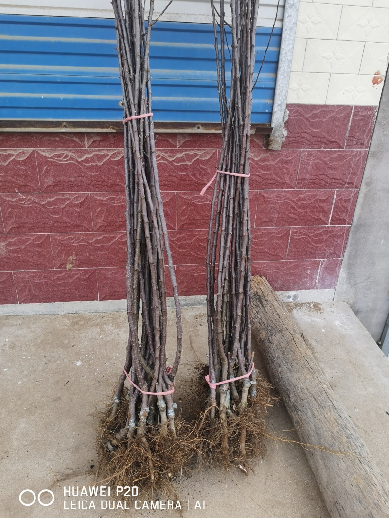 苹果树苗品种烟富苹果苗批发嫁接矮化苹果苗育苗基地