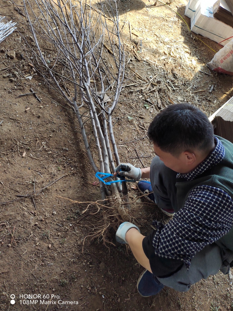 苹果树苗品种烟富苹果苗批发嫁接矮化苹果苗育苗基地