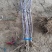 苹果树苗品种烟富苹果苗批发嫁接矮化苹果苗育苗基地