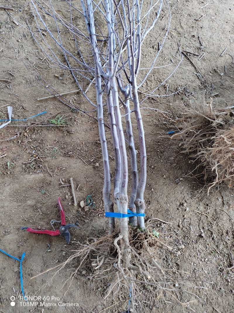 苹果树苗品种烟富苹果苗批发嫁接矮化苹果苗育苗基地