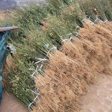 枳壳苗枸橘苗育苗基地蜜橘苗嫁接砧木篱笆用苗