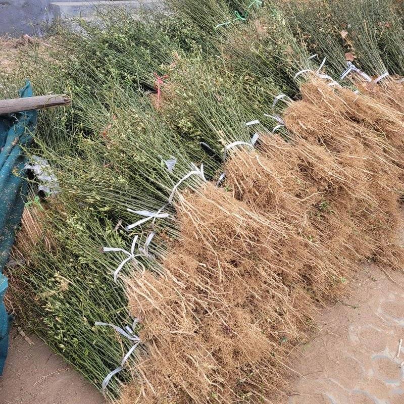 枳壳苗枸橘苗育苗基地蜜橘苗嫁接砧木篱笆用苗