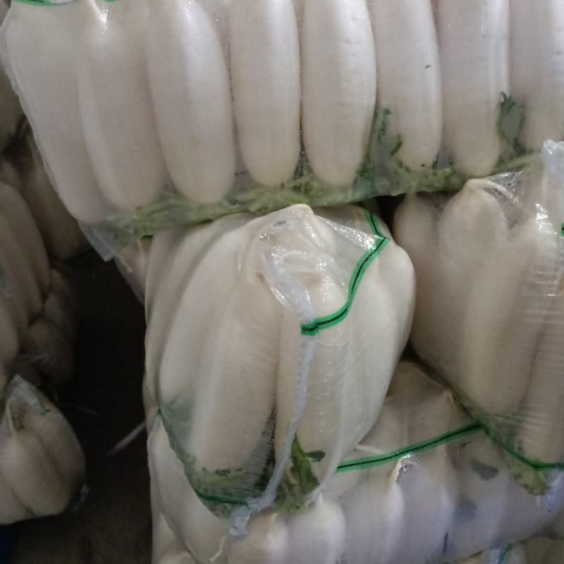 精品白萝卜大量上市，全国发货，可视频看货，量大从优