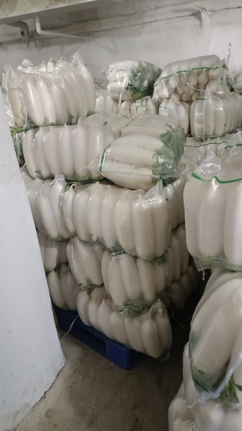 精品白萝卜大量上市，全国发货，可视频看货，量大从优