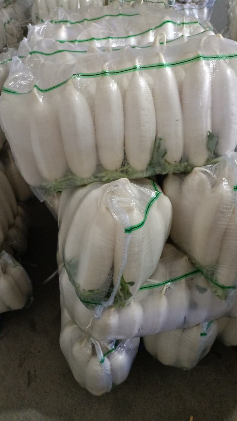 精品白萝卜大量上市，全国发货，可视频看货，量大从优
