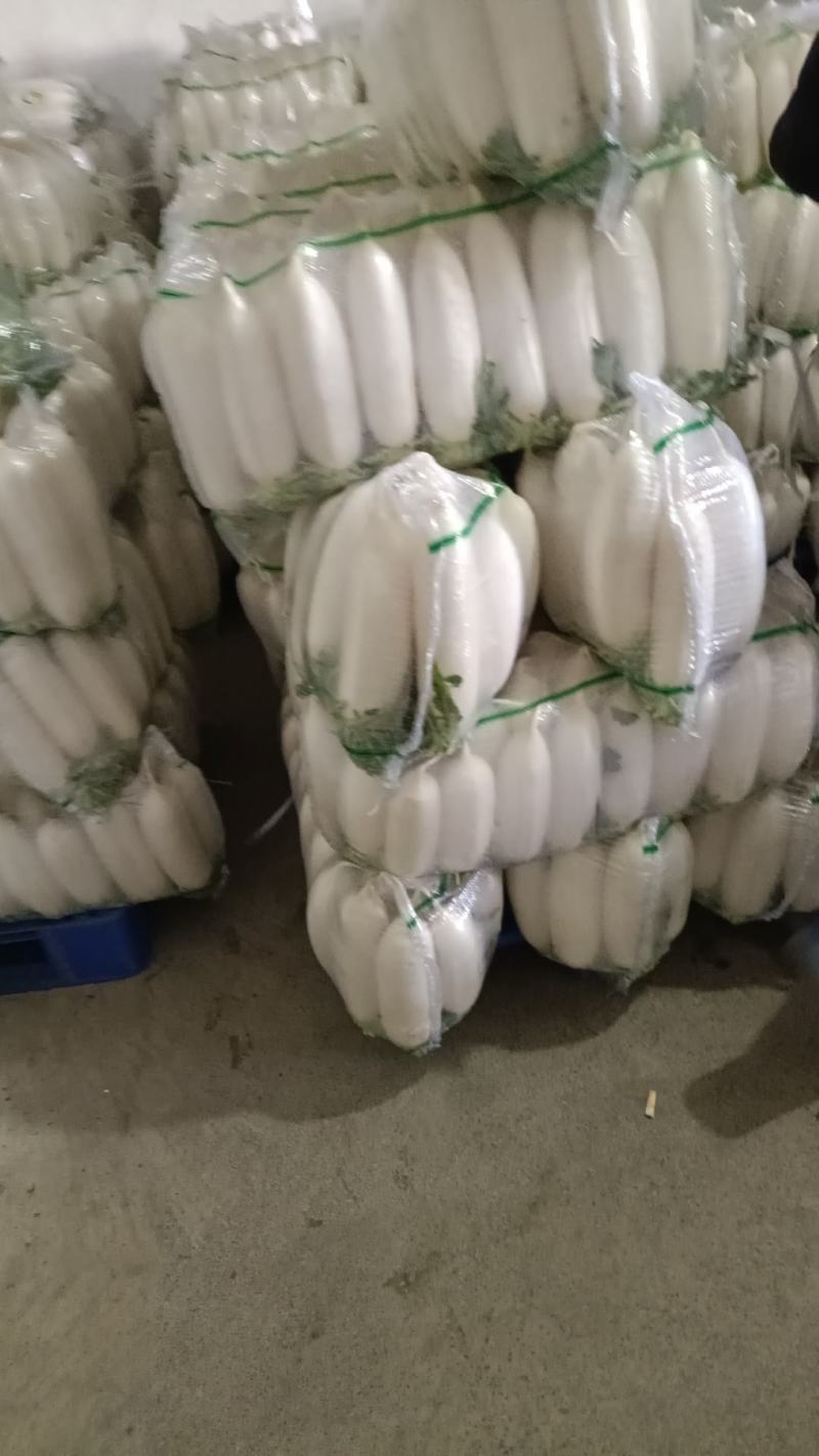 精品白萝卜大量上市，全国发货，可视频看货，量大从优