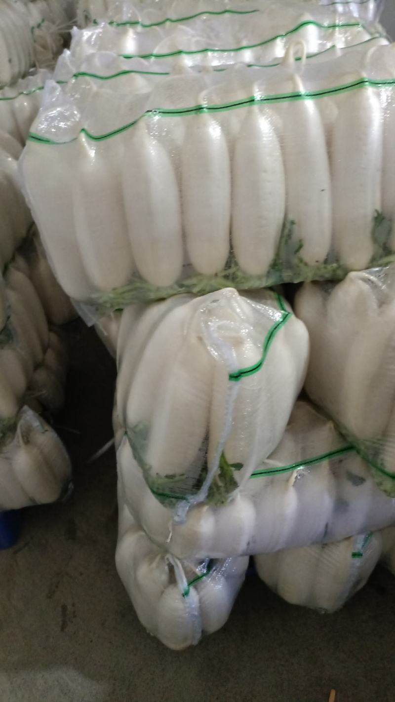 精品白萝卜大量上市，全国发货，可视频看货，量大从优
