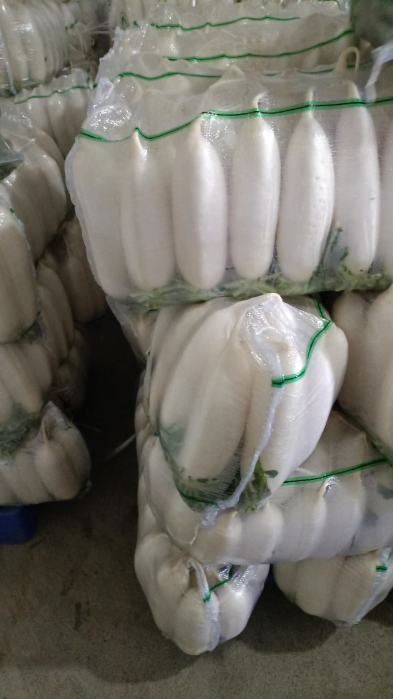 精品白萝卜大量上市，全国发货，可视频看货，量大从优