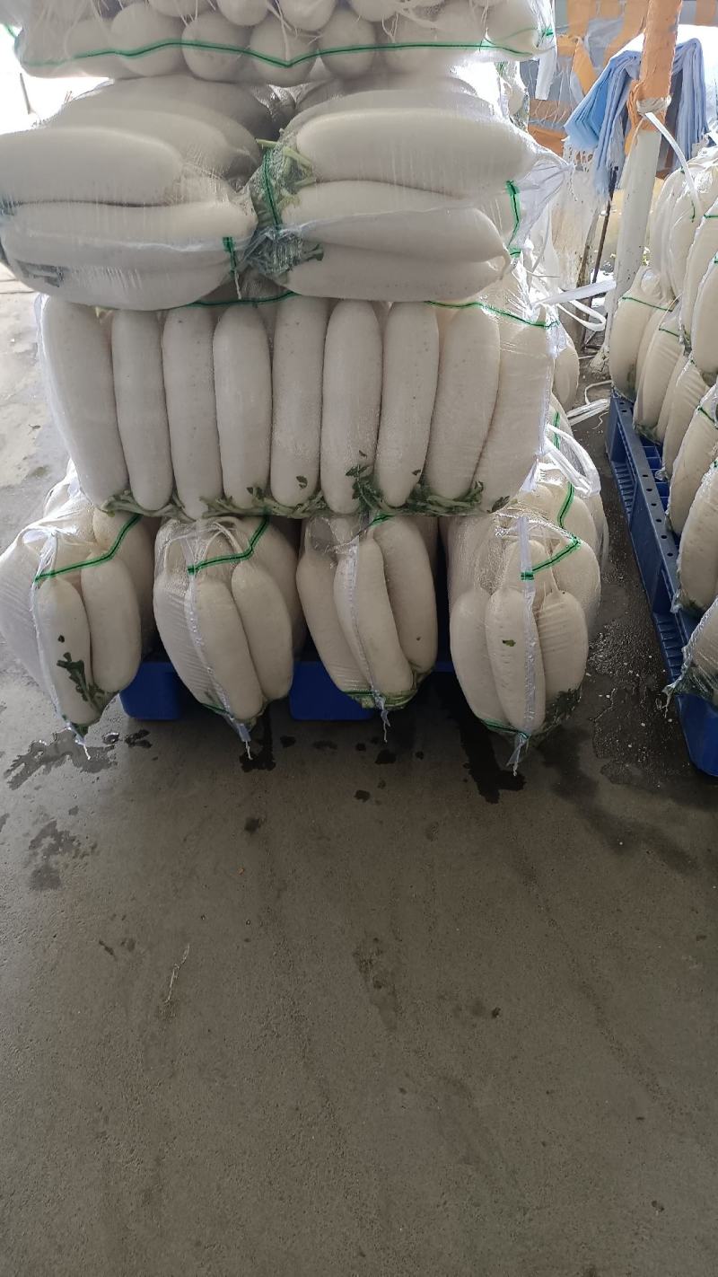 精品白萝卜大量上市，全国发货，可视频看货，量大从优