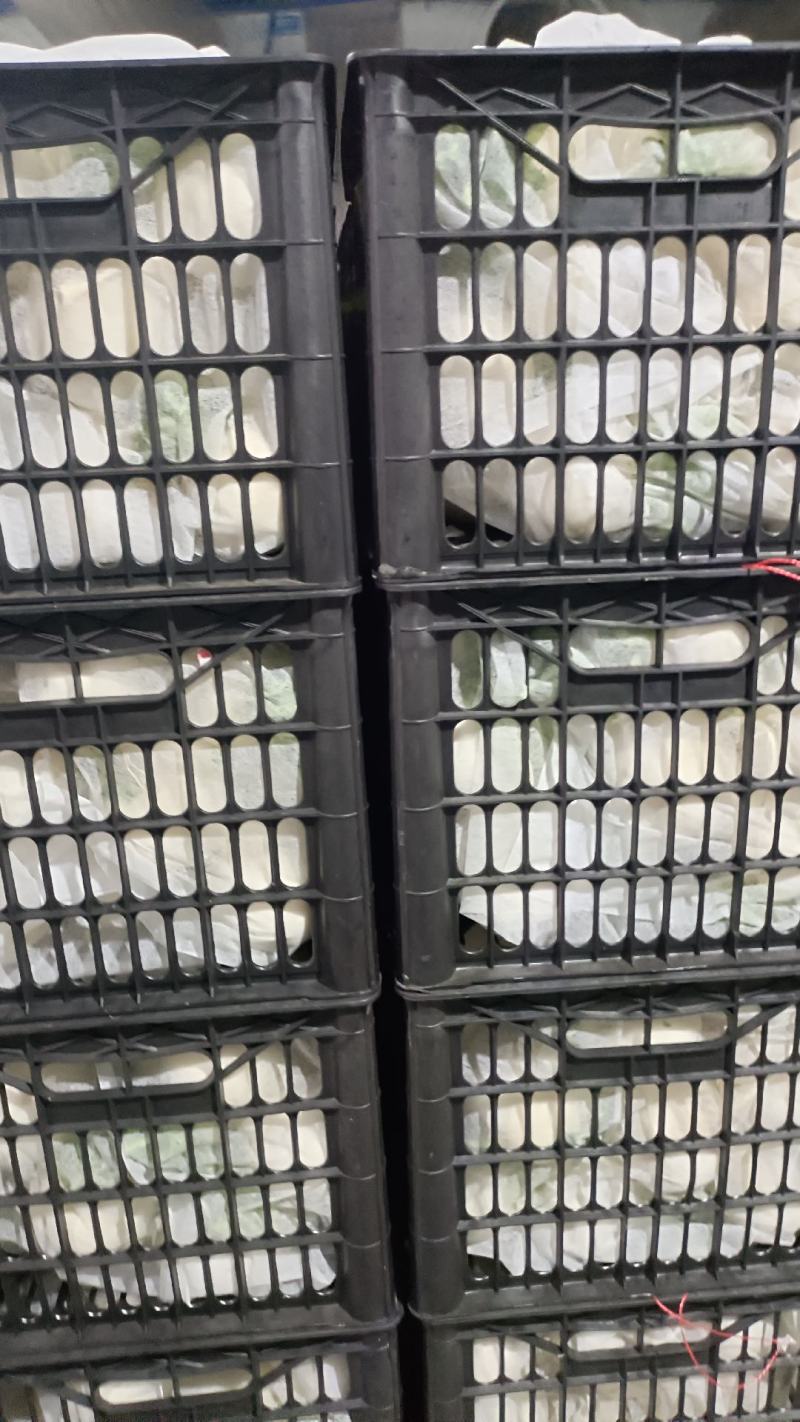 精品白萝卜大量上市，全国发货，可视频看货，量大从优