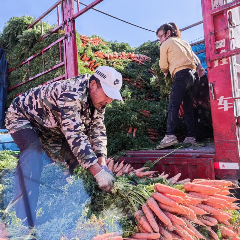 专业代收代发精品红萝卜营养高现挖先发保证质量