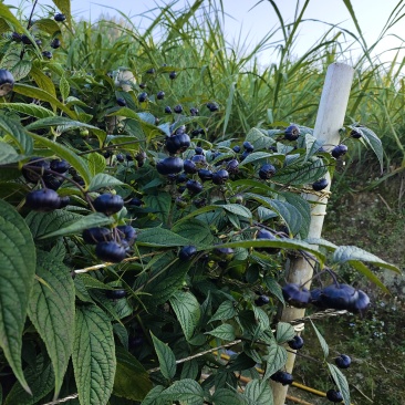 宝藏浆果红果参，基地直供，看得见的品质