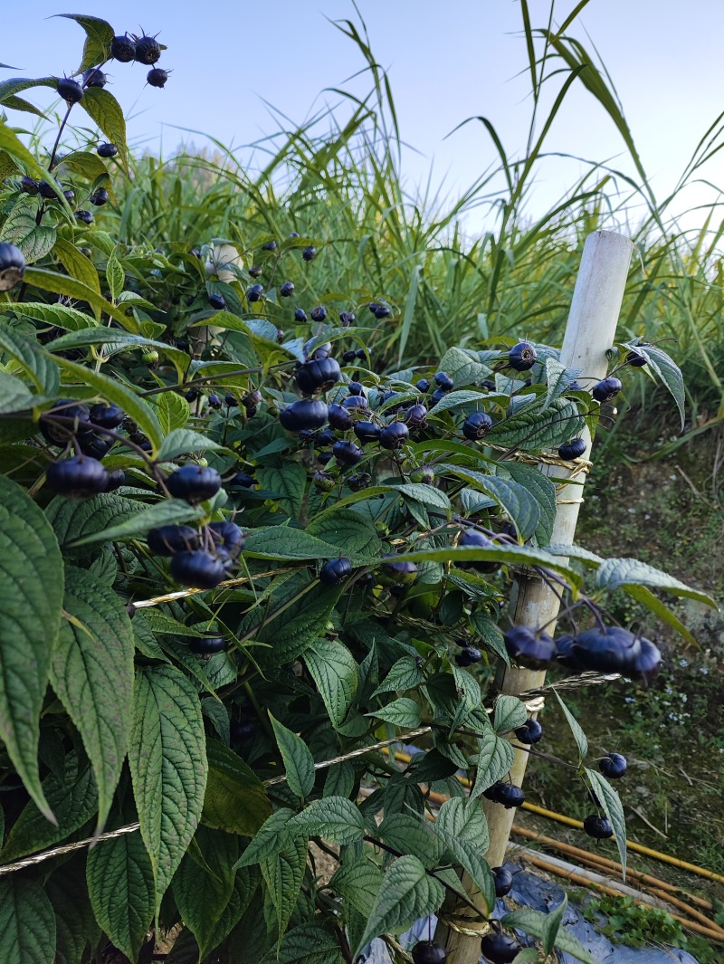 宝藏浆果红果参，基地直供，看得见的品质