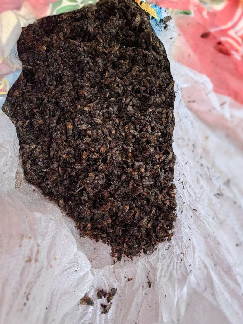 德艺山产品专业合作社经营11年原产地全虫直销药材内蒙大货