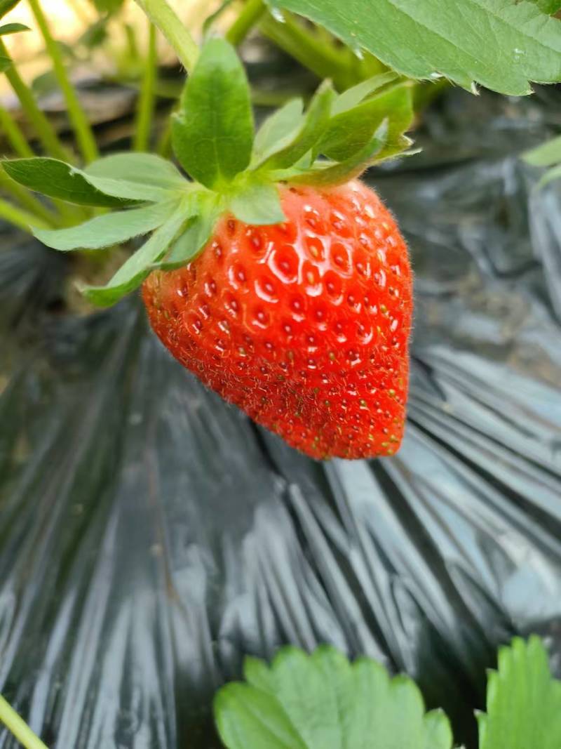 精品天仙醉草莓，大量供应，口感好，颜色好看，一件代发。