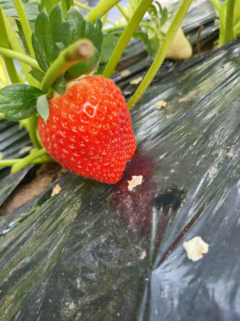 精品天仙醉草莓，大量供应，口感好，颜色好看，一件代发。