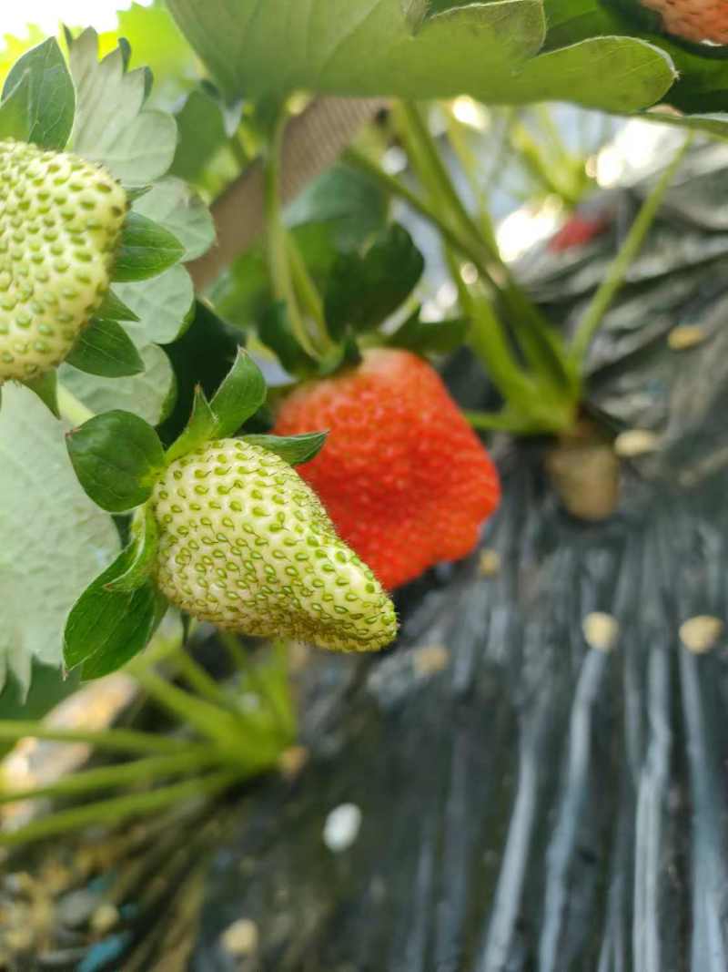 精品天仙醉草莓，大量供应，口感好，颜色好看，一件代发。